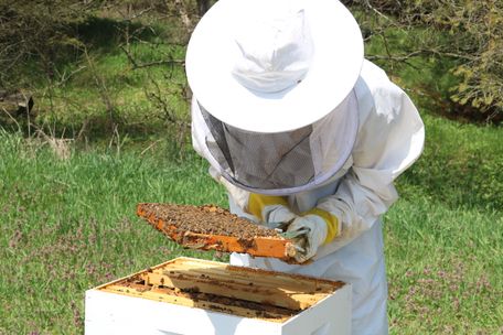 inspecting the hive