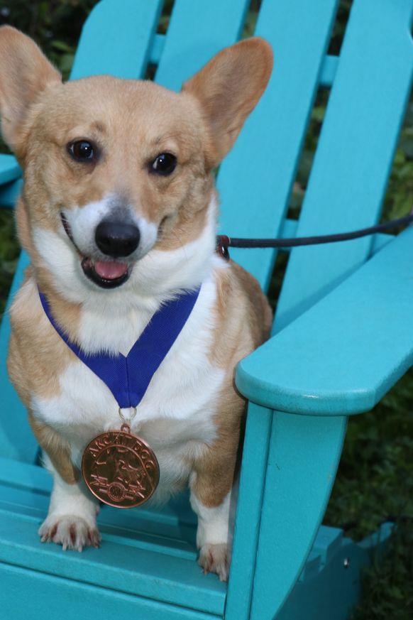 Ginger with her AKC fitdog Bronze