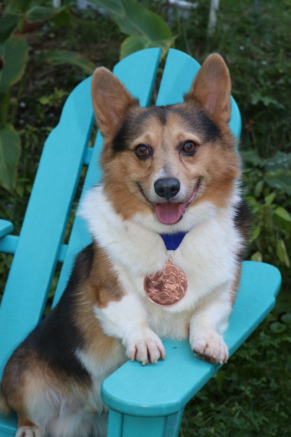 Remi fit with his AKC Bronze metal