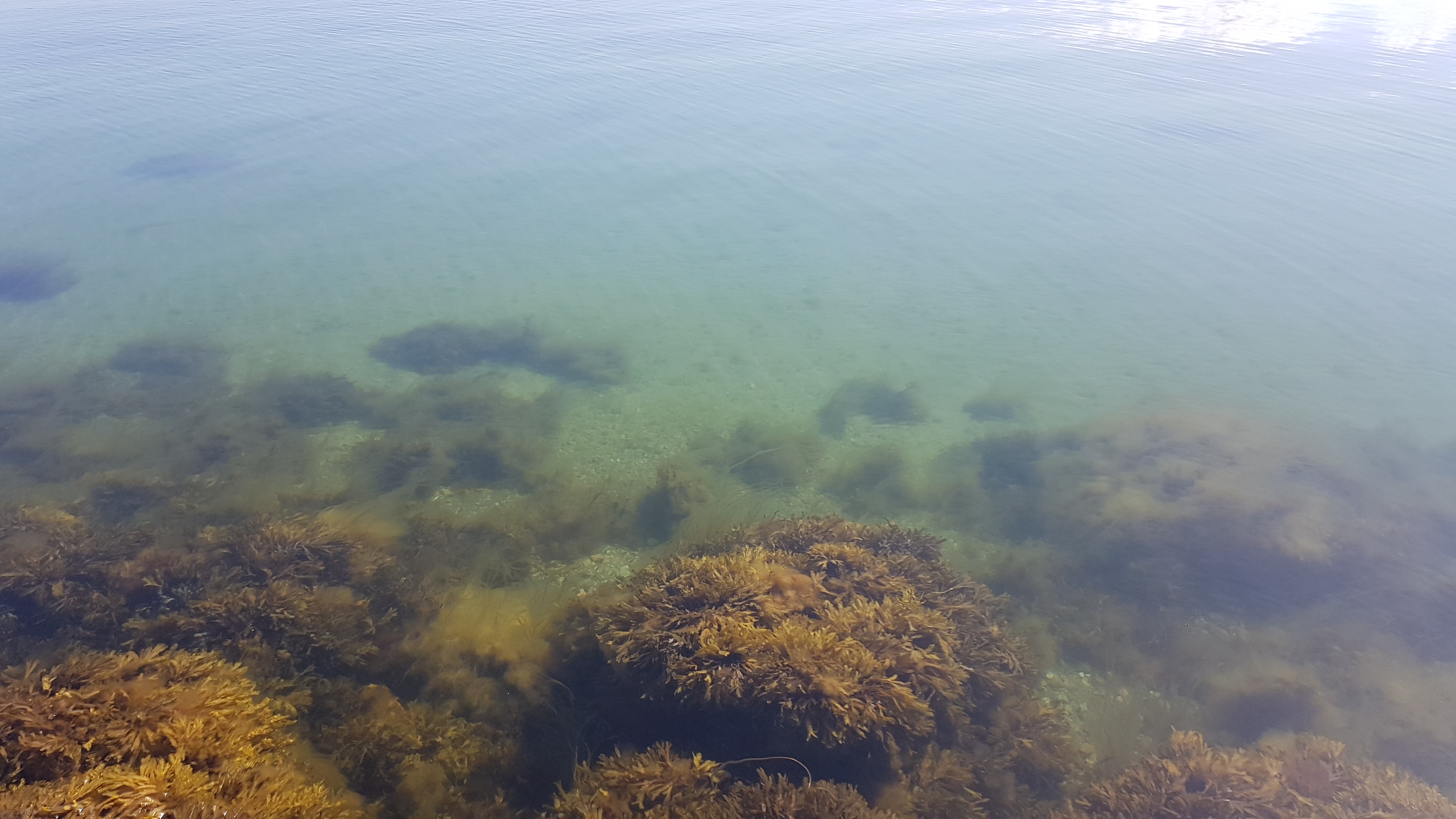 Klart vatten i Sandhamn