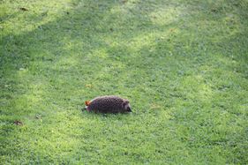 Igel