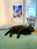 Carla Nørremark - Peter Fabers Gade 40, Sigg-art
