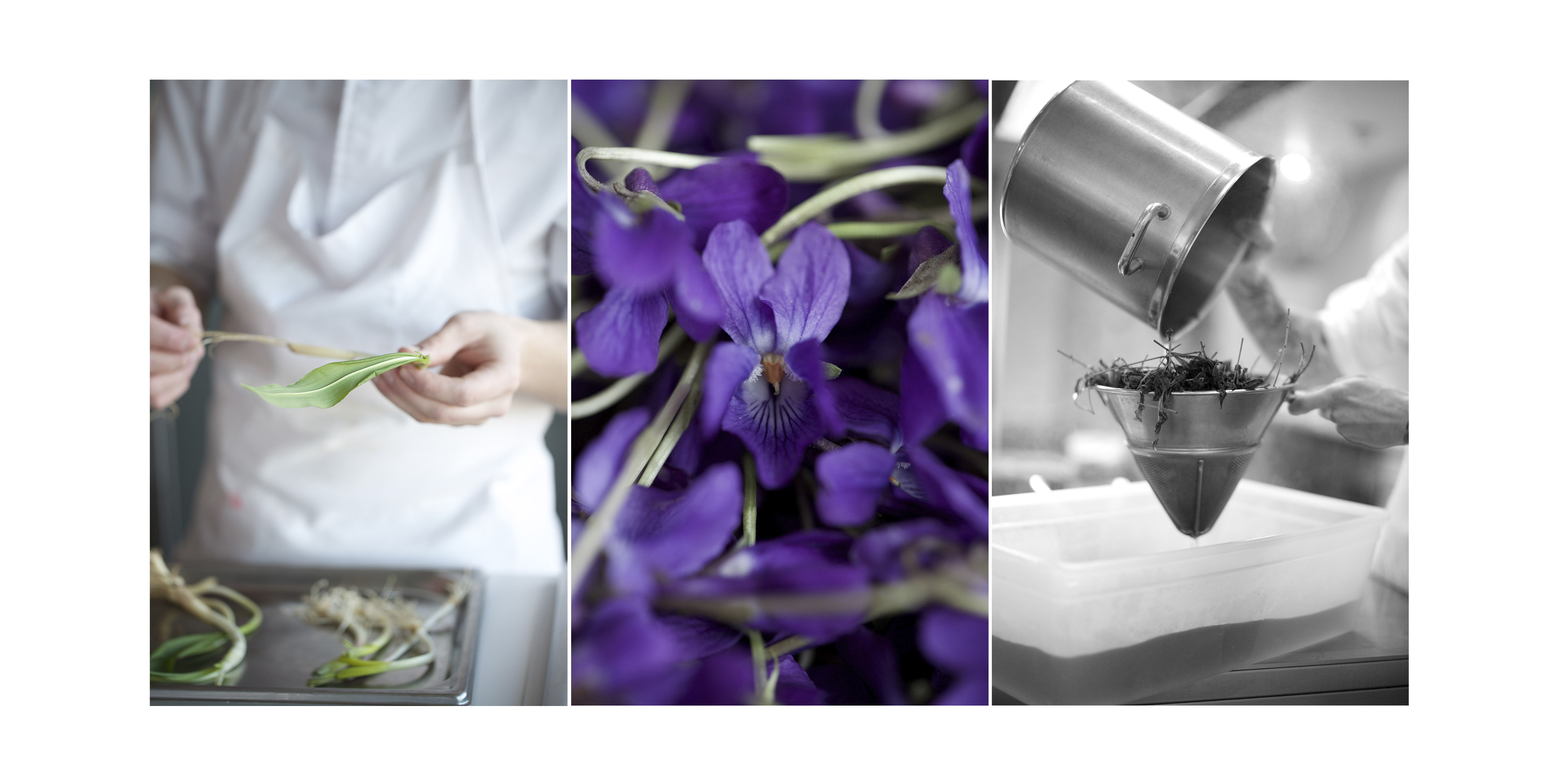 Geranium6_SigneRoderik©