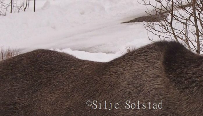 My friend Moose
Min venn Elg