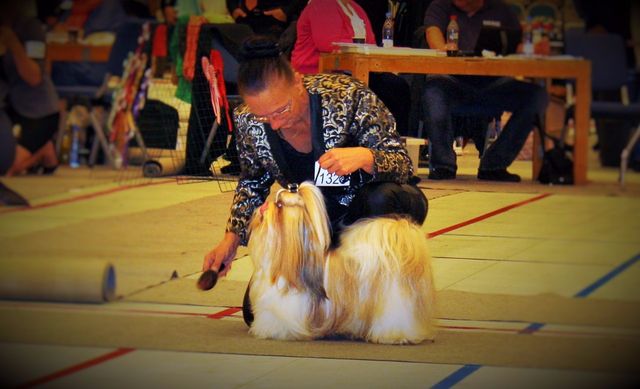 Adonis da han fik det sidste Certifikat og blev Dansk Champion