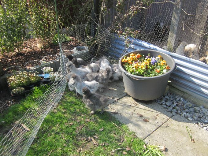Lidt blandt flok, blå og spættede kyllinger 25-04-2015