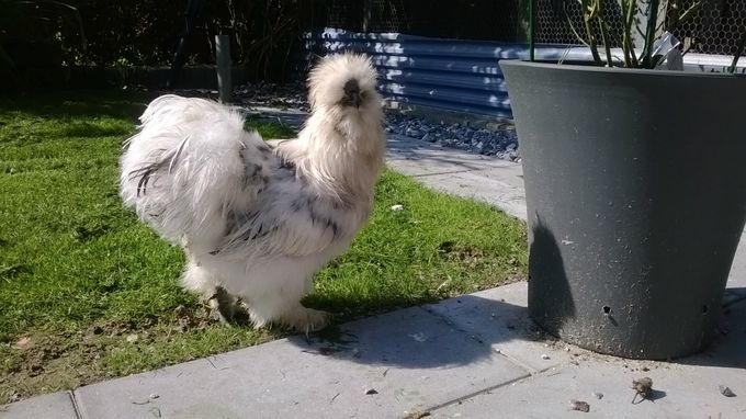 Samme hane, nu er han blevet voksen og en rigtig flot fyr. 