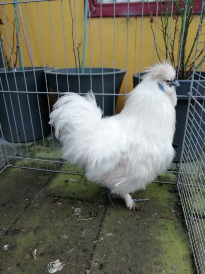 R.I.P  Nye hvide hane med skæg
Aflivet 15 Juni han har givet det i avl han har kunnet.

