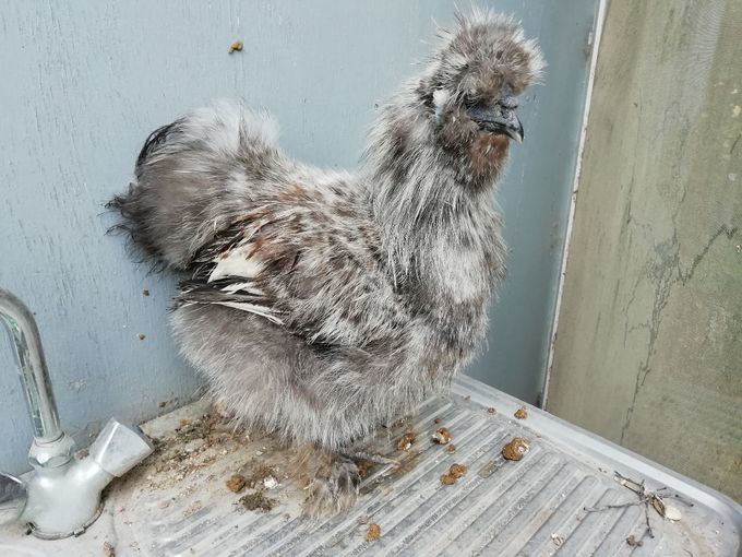 Sølvvildfarvet hane med skæg, hane viser meget tydeligt brunt i vingerne hvilket er en store fejl, så den er aflivet.