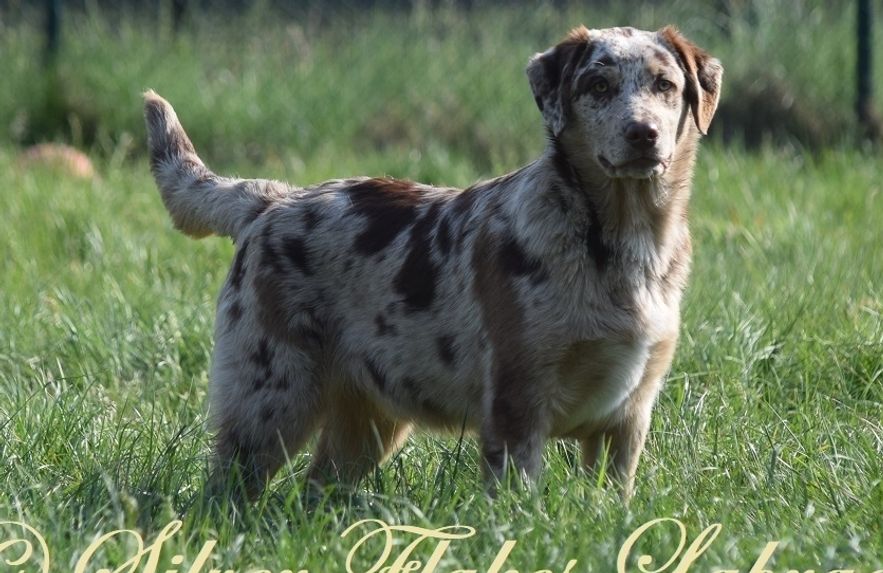 Leo, 8 maanden oud