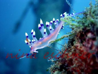 110 flabellina