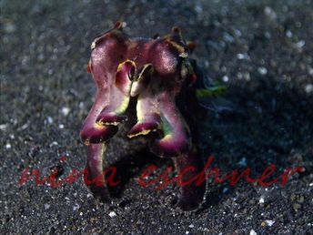 111 flamboyant-cuttlefish