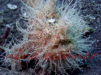 113 hairy-frogfish1