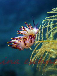 12 flabellina