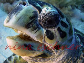 16 karettschildkröte portrait