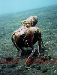 17 kokosnußoktopus