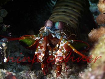 20 manthisshrimp