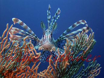 27 rotfeuerfisch in fächerkoralle