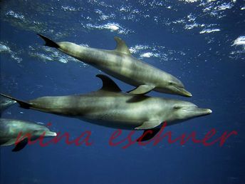 81 spinnerdelphin mit jungem2