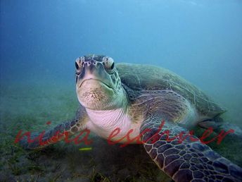 82 Suppenschildkröte 1