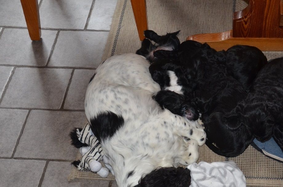 Vera tar en paus i köket med valparna Nelson, Mac, Dice och Greta (2014). 
