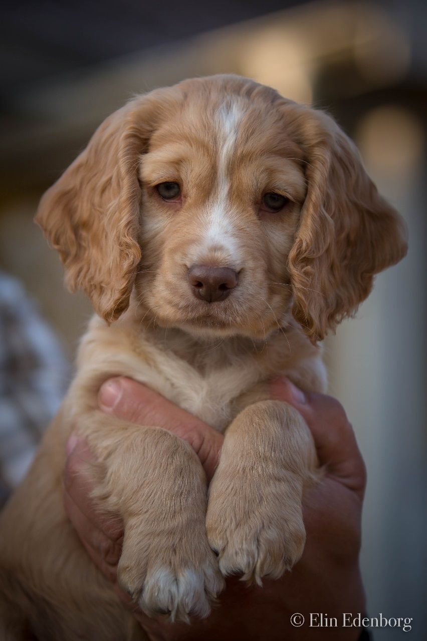 Sissarens Belle Catenacci. BPH. Belle har en kull valpar hos kennel Nygård Norrhults.