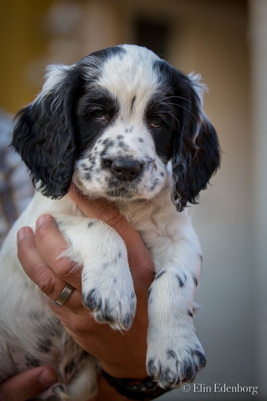Sissarens Hassel Hagdahl. BPH. Skogsbrandhund. 