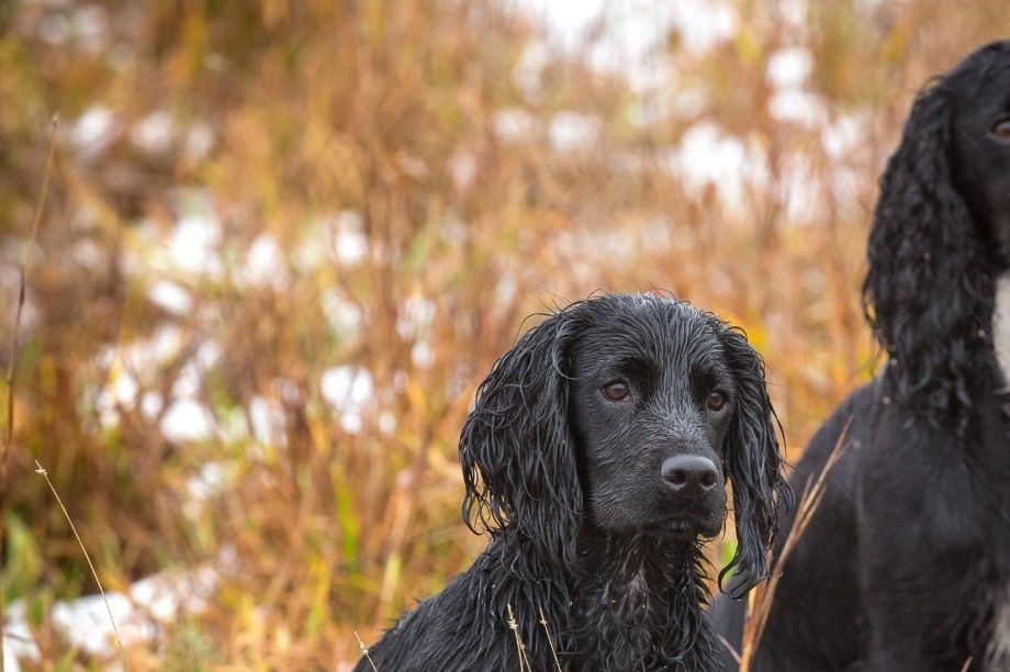 Rut tillsammans med Greta. December 2018. Foto: Elin Edenborg.