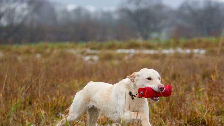 Hilda. December 2018. Foto: Elin Edenborg.