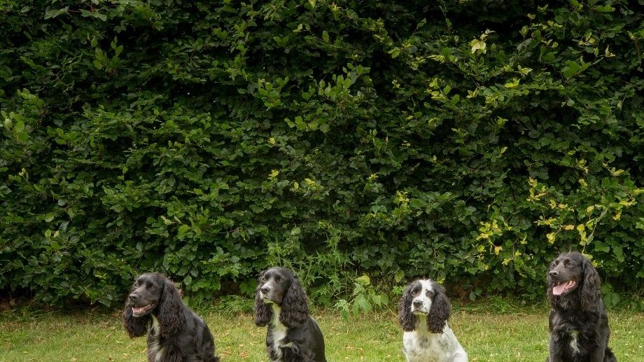 Kennelträff juli 2019. Från vänster Mac, Greta, Vera, Lego & Nelson. Foto: Elin Edenborg. 