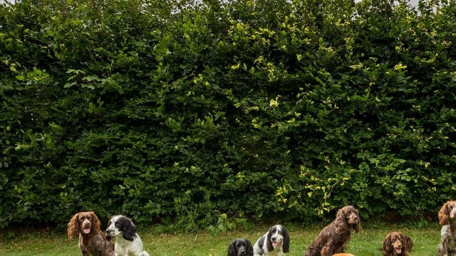 Kennelträff juli 2019. Från vänster Oliver, Hassel, Rut, Vera, Belle, Malte, Buddy, Axel & Taylor.