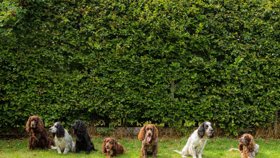 Kennelträff augusti 2020. Från vänster Malte, Vera, Rut, Buddy, Oliver, Hassel, Axel & Taylor. Foto: Elin Edenborg.