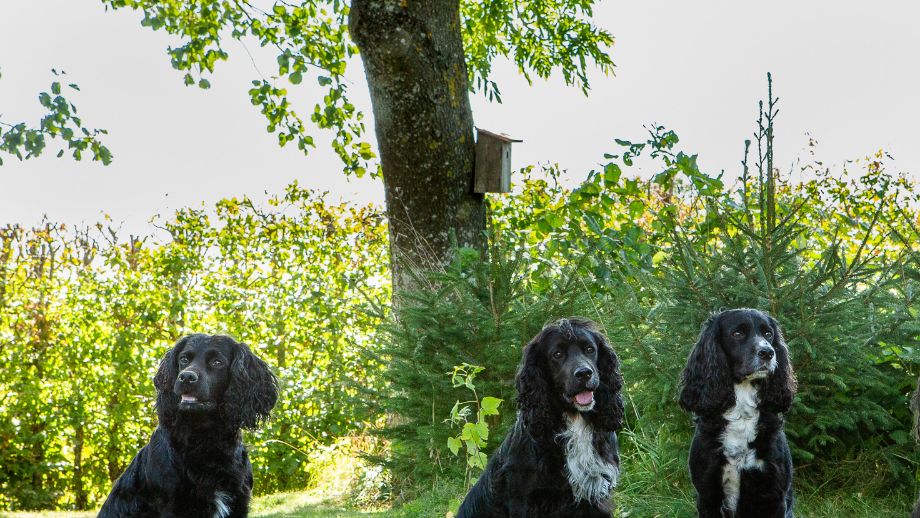 Kennelträff september 2021. Från vänster Lego, Dice, Greta, Mac & Vera. Foto: Elin Edenborg.