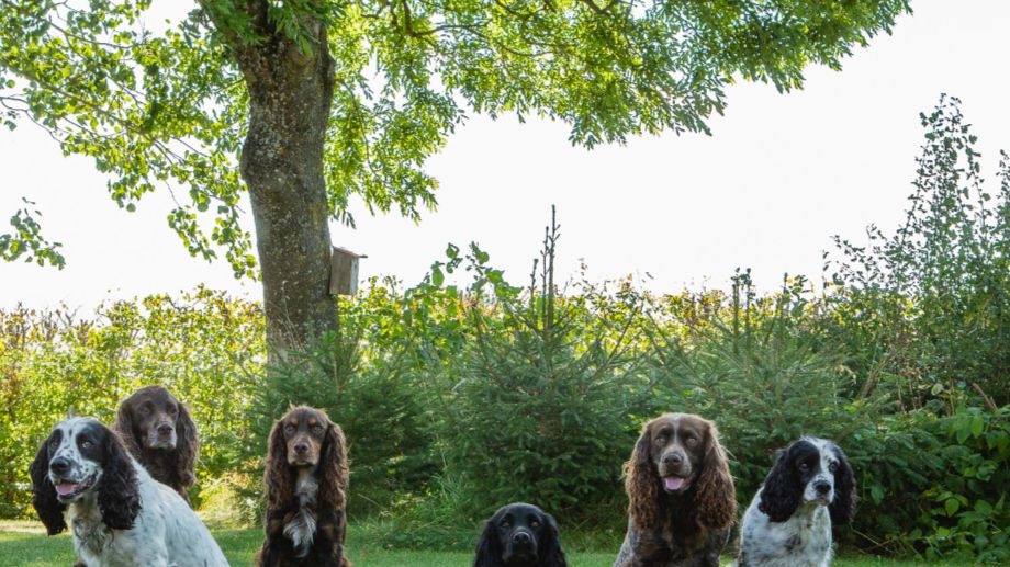 Kennelträff september 2021. Från vänster Hassel, Malte, Buddy, Rut, Oliver, Vera & Axel. Foto: Elin Edenborg.