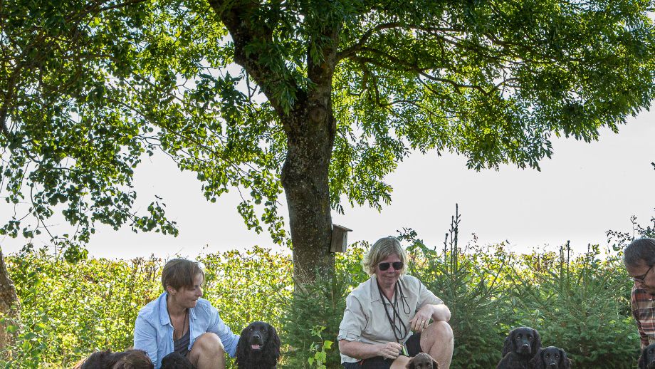 Kennelträff september 2021. Från vänster: Malte (morfar), Vigdis med matte Eva, Kingen, Peggy (farmor), Ibsen med matte Ulrika, Eliot, Rut, Ida, Ture med husse Christian & Ipa med matte Mia. Foto: Elin Edenborg.