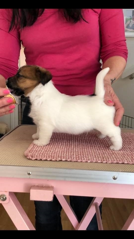 Her er Kennel SiWiTo's nye tilskudd. 
Wino født: 11.02.20 blir fôrhund og skal til daglig bo hos Inger Marie og Hans Christian. Gleder meg til å samarbeide med disse fine folkene. 
 