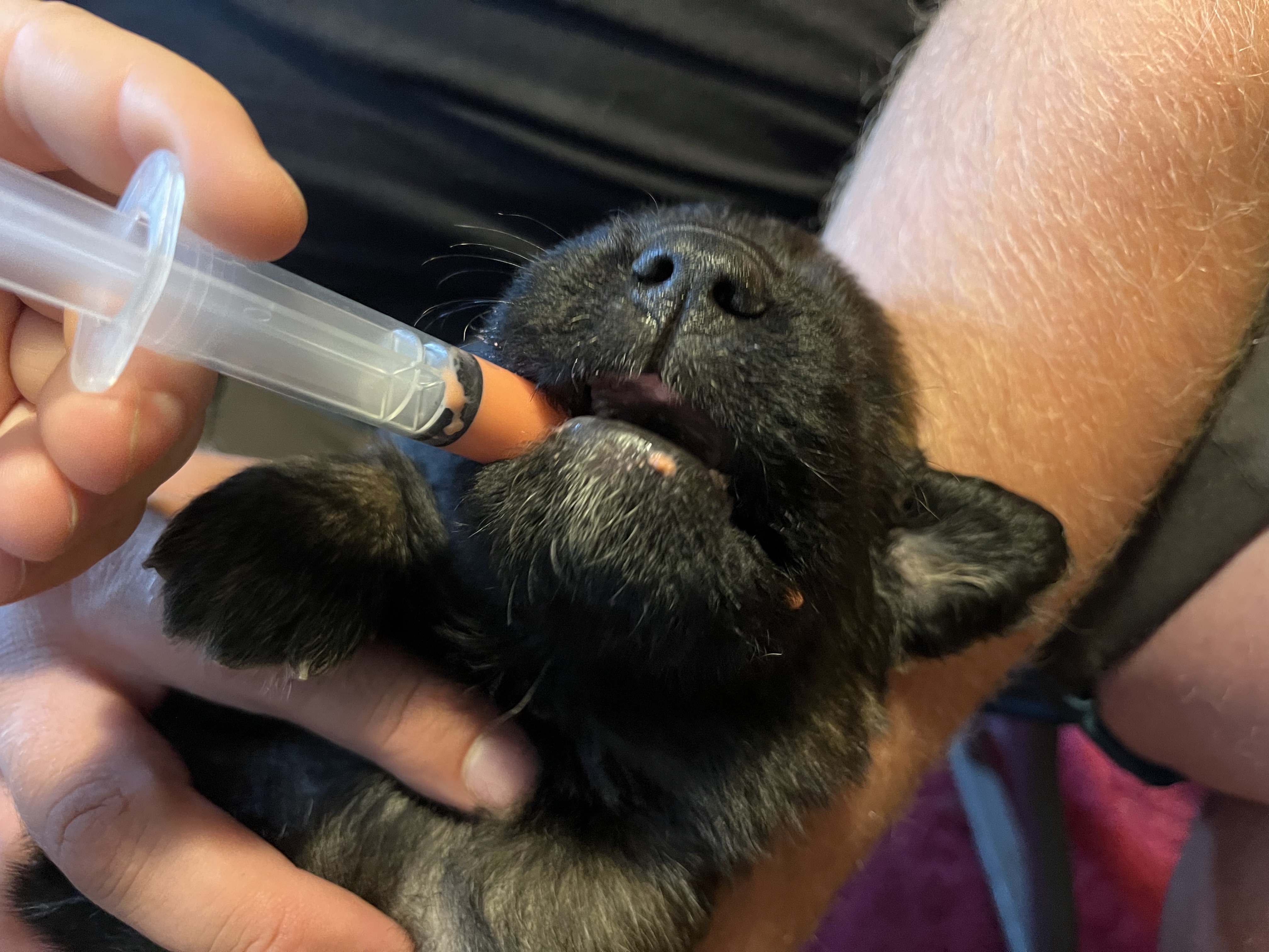 Avmaskning/ormekur