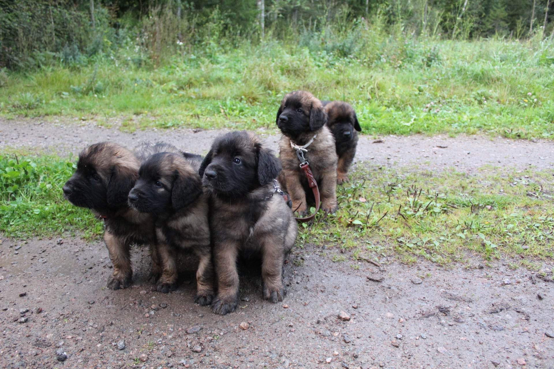 Från vänster orange, svart, rosa,vit och grön.