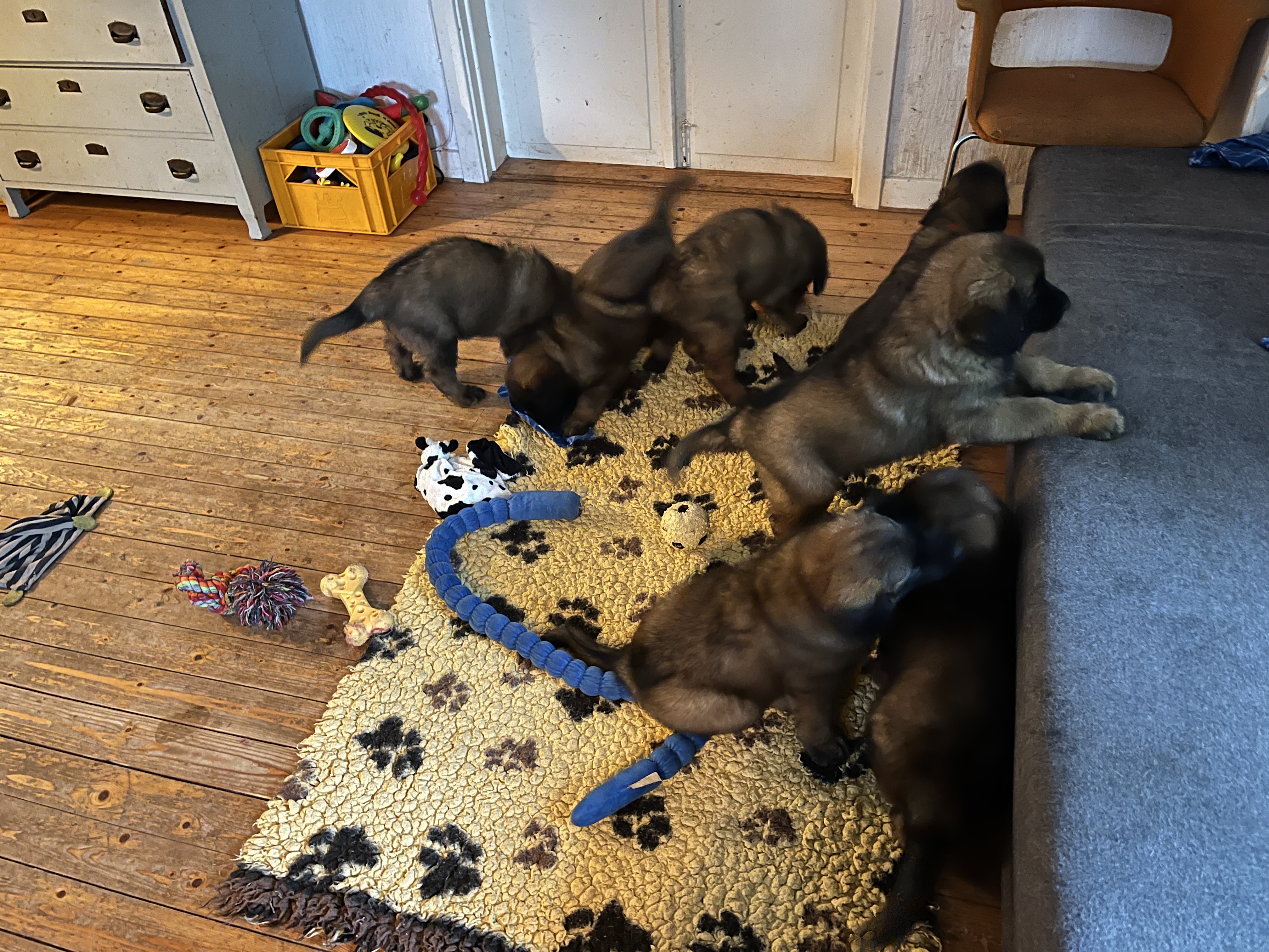 Fullt ös med valpar som vill upp i soffan.