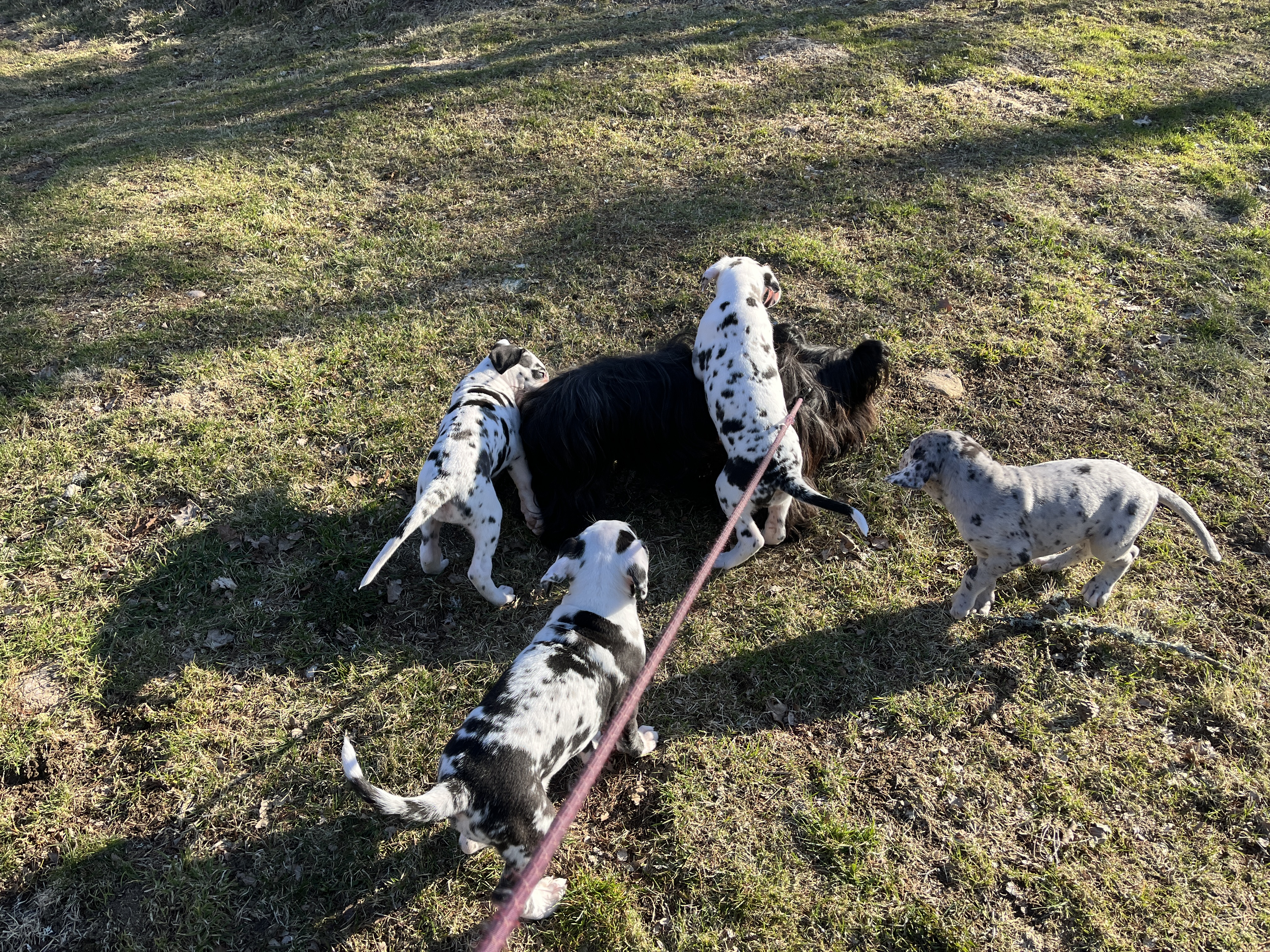Skugga Skyeterriern är härlig tycker valparna.