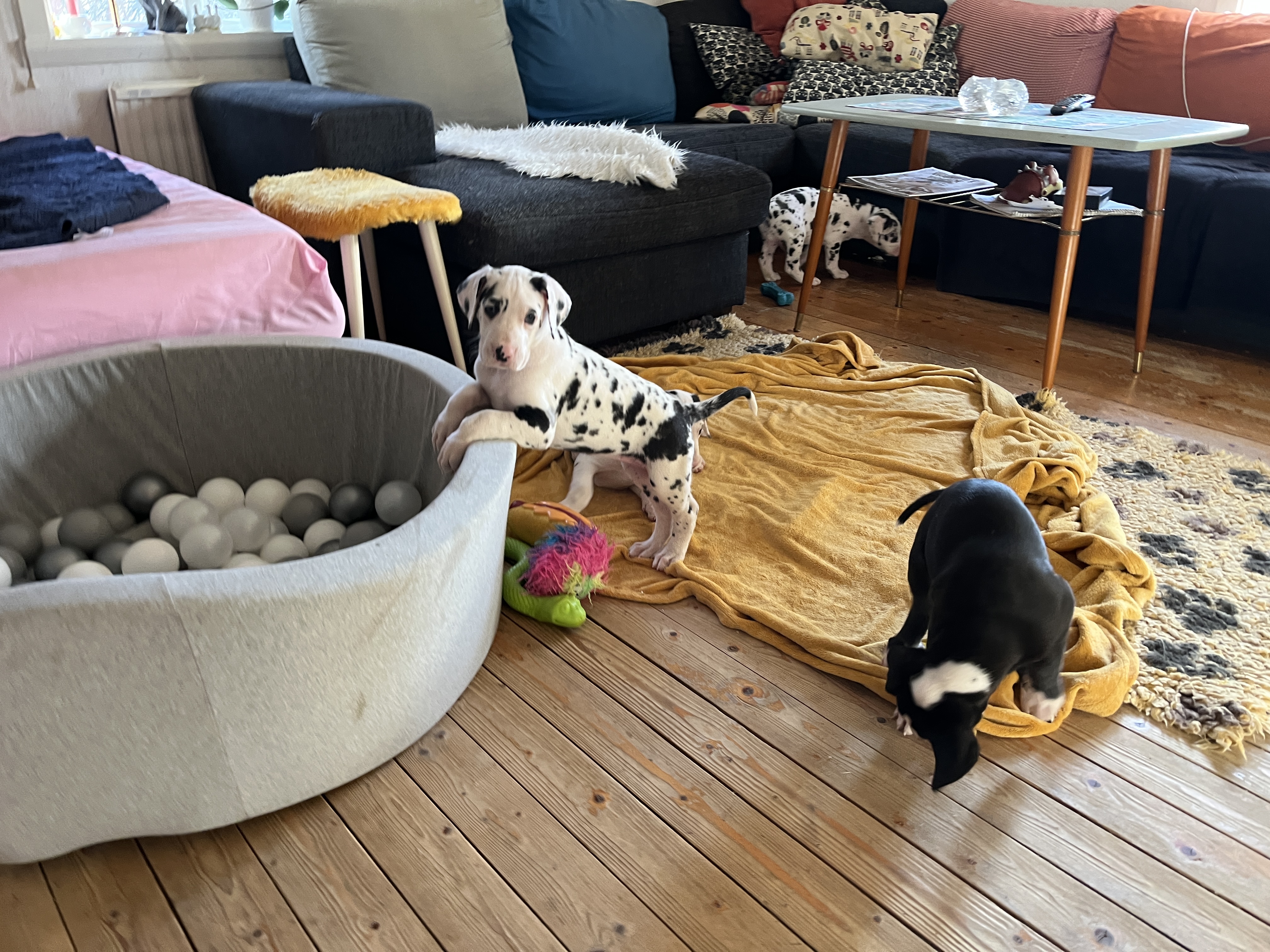 Isfrun hänger vid bollhavet.