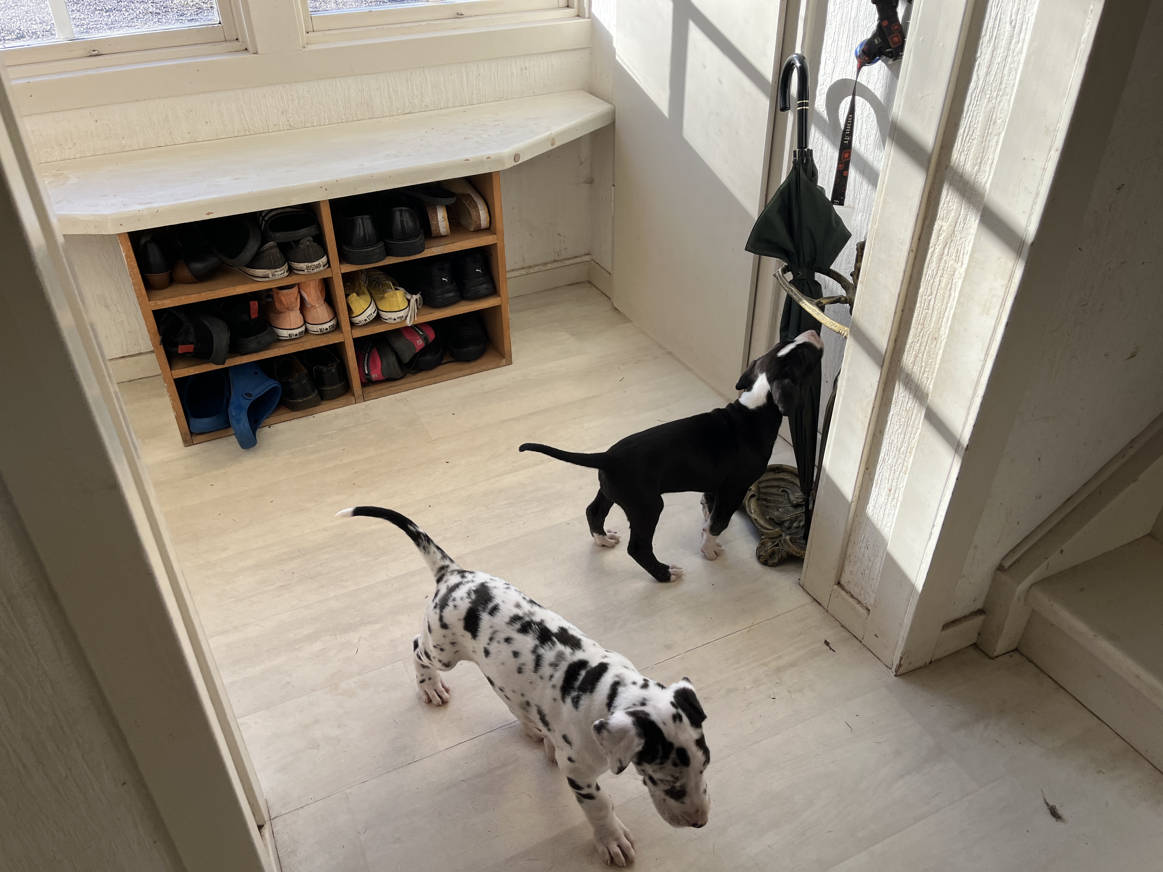 Kaxiga Mårran tycker att paraplyerna är goda att tugga på.