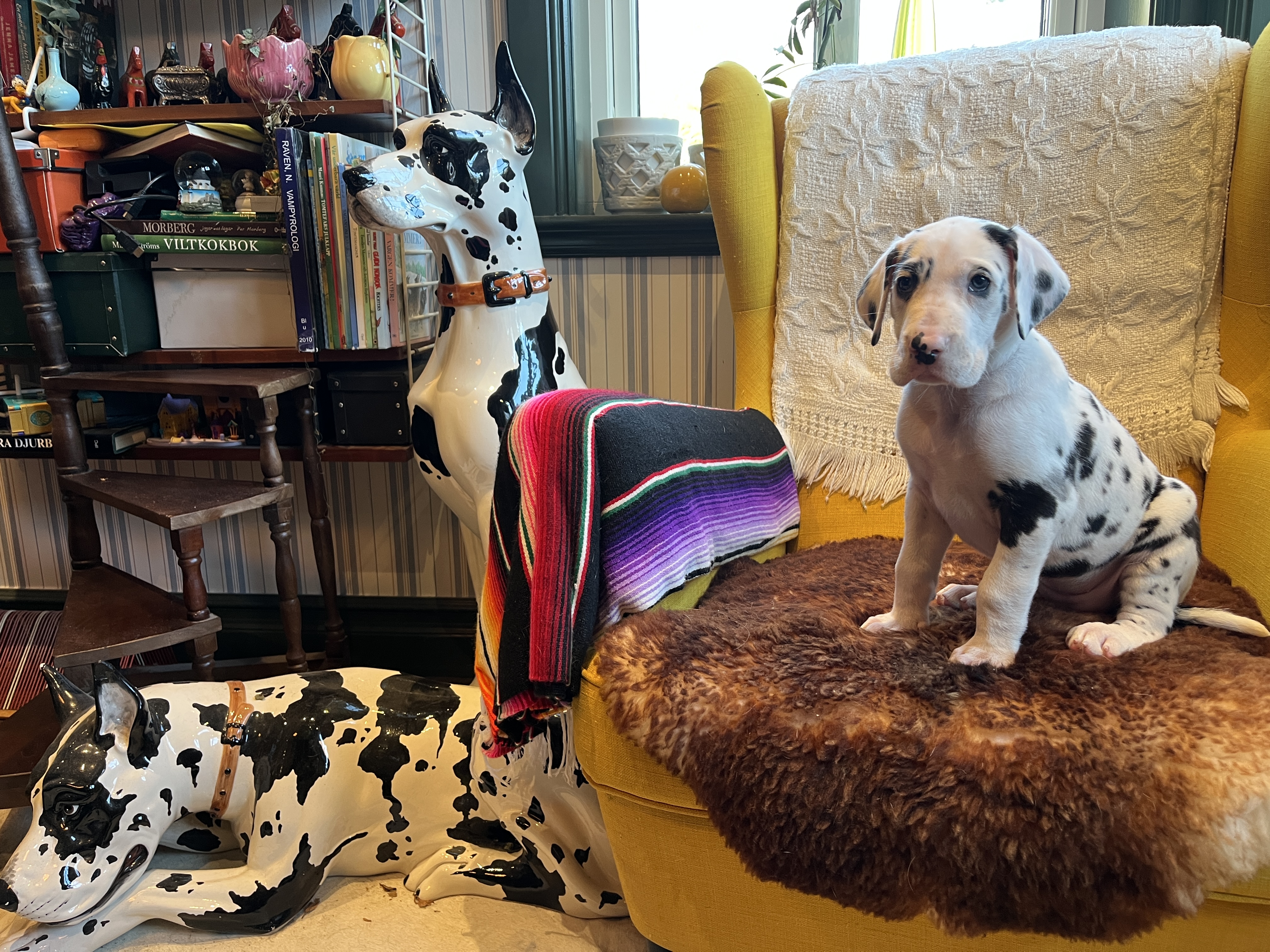 Sjaman’s Isfrun I snöstormen Hh’s 