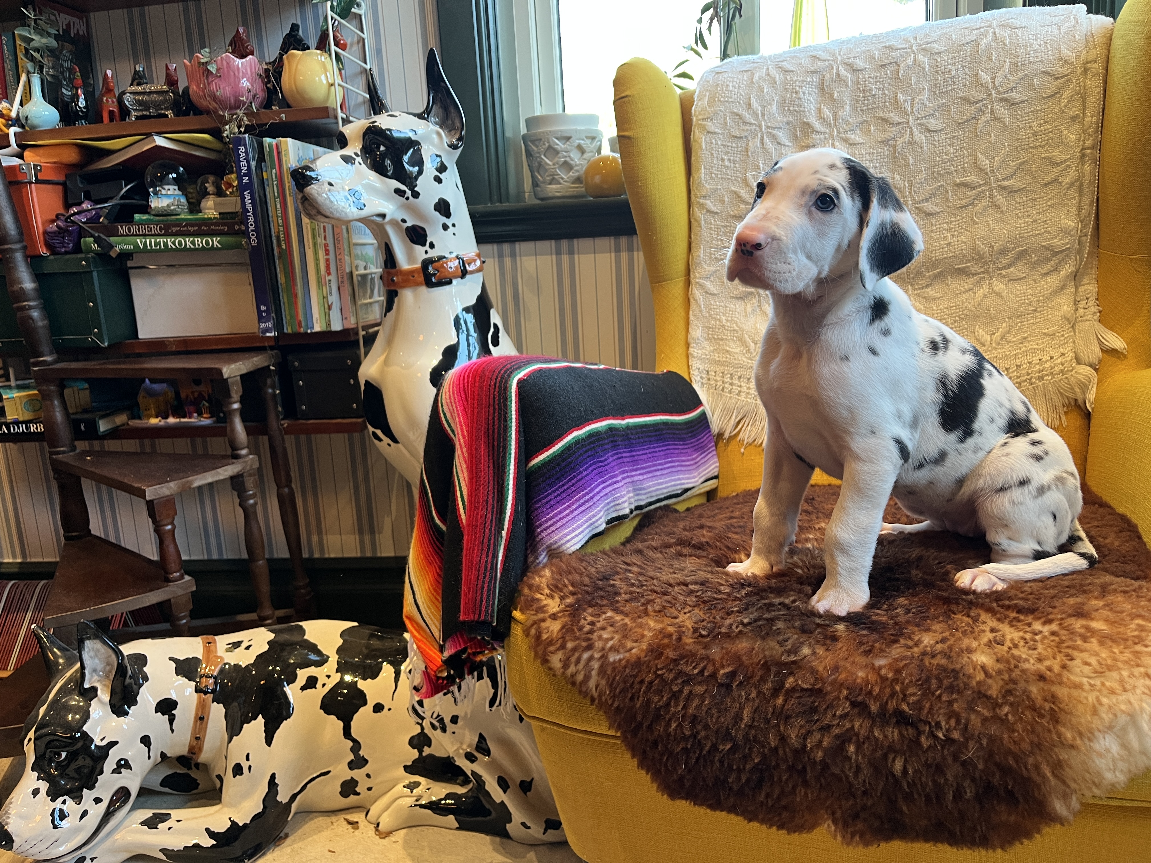 Sjaman’s Muminmamman Hh’s