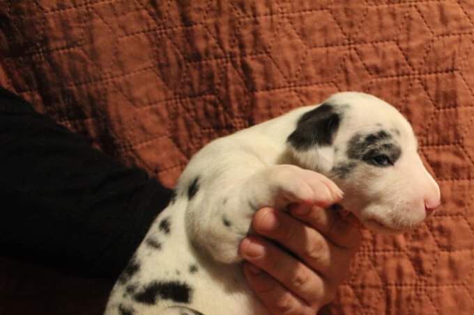 BIRTE TOVE 2 veckor gammal Tik 1640 gram