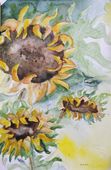 3094  20220203_095948sunflower1crptxt