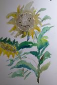 3095 20211004_150609sunflower