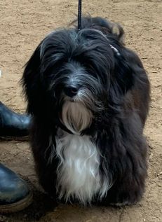 Frisettes Teddy Boy