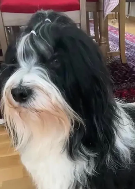 Oliver