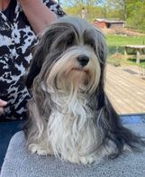 Dagmar